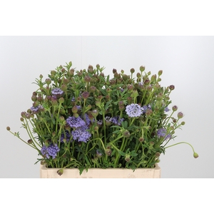 Didiscus Blauw