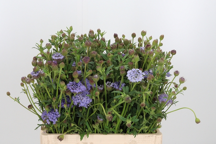 <h4>Didiscus Blauw</h4>