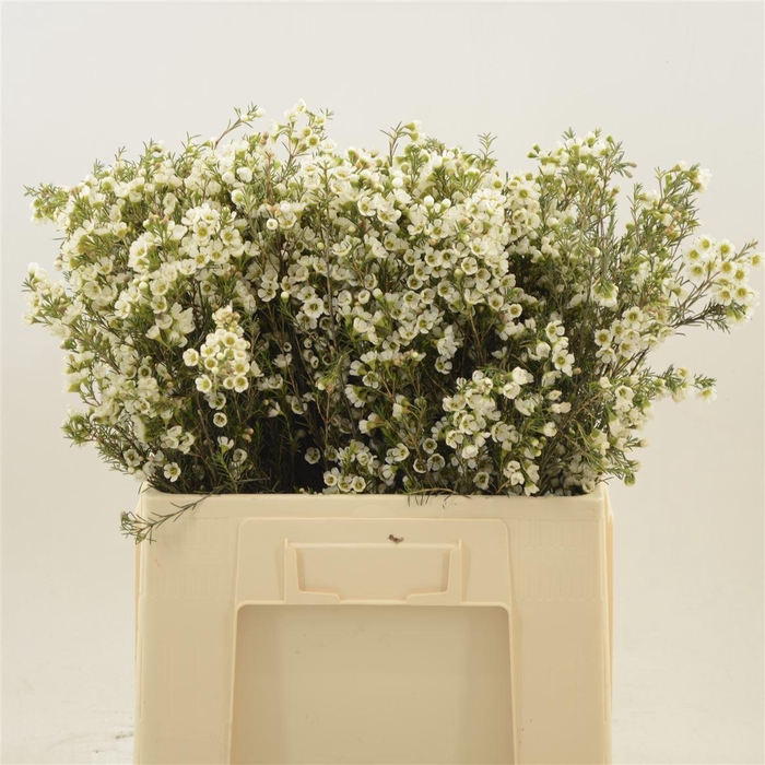 <h4>Chamelaucium Crystal Pearl</h4>