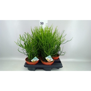Euphorbia tirucalli