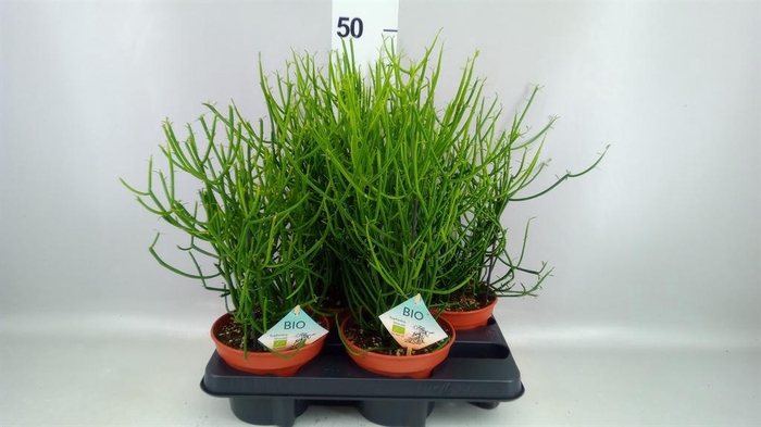 <h4>Euphorbia tirucalli</h4>