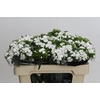 Dianthus Br White Duke