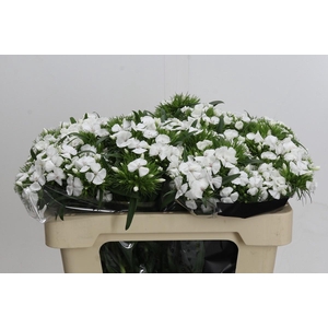 Dianthus Br White Duke