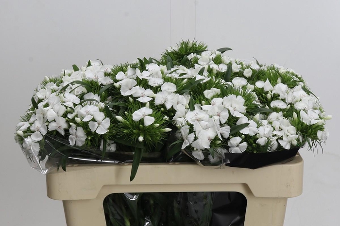 <h4>Dianthus Br White Duke</h4>
