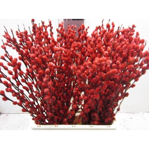 Salix Katje Rood L70