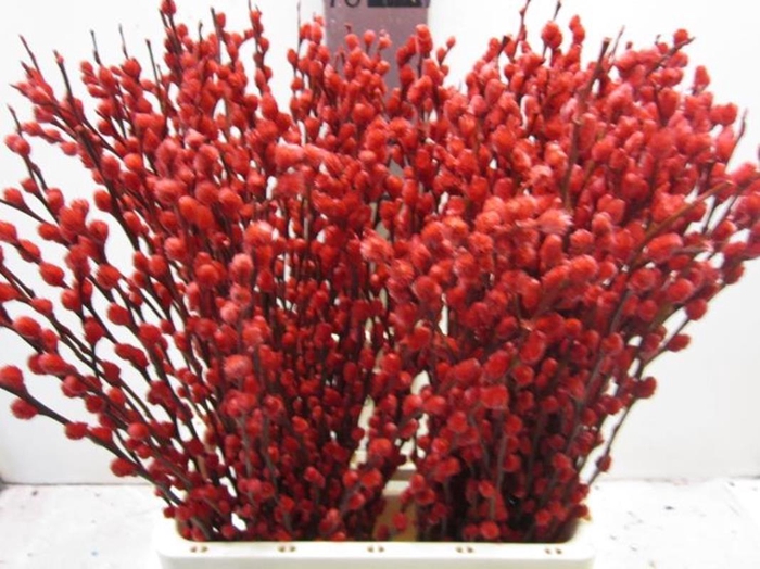 <h4>Salix Katje Rood L70</h4>