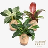Philodendron Collection p 11