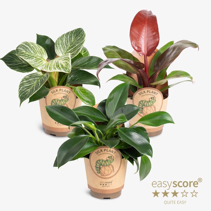 Philodendron Collection p 11