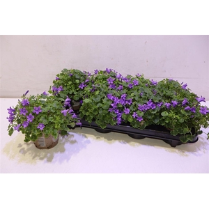 Camp Por Porto Blauw