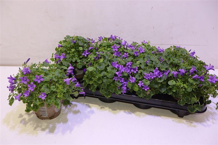 <h4>Camp Por Porto Blauw</h4>