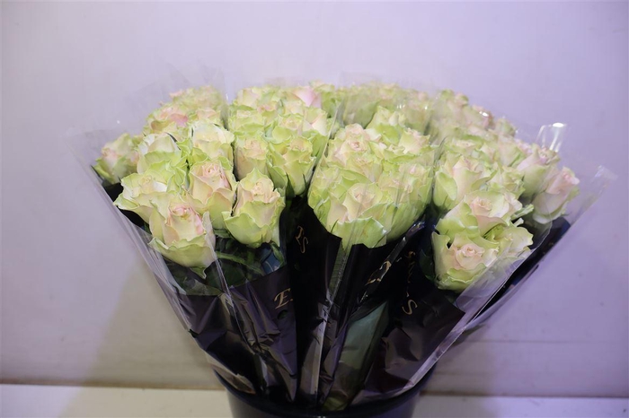 <h4>R Gr La Belle X10</h4>