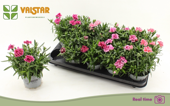 <h4>DIAN OSC GEM</h4>