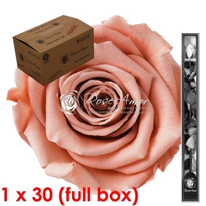 30cm Stem Pea01 Bulk