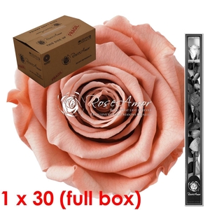 60cm Stem Pea01 Bulk