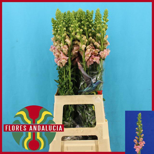 <h4>ANTIR POTO PINK</h4>