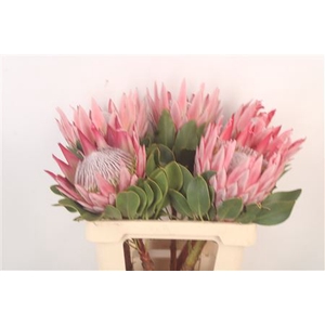 Protea Grande