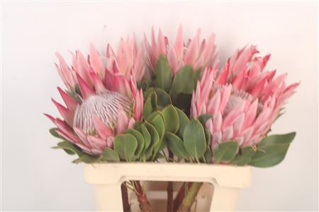 <h4>Protea Grande</h4>