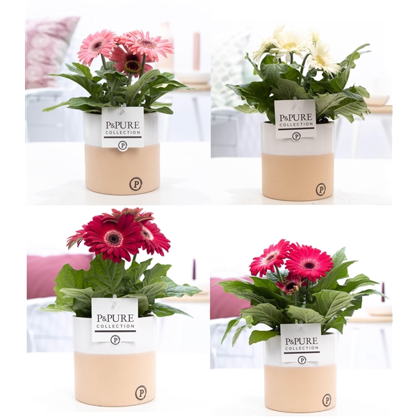 <h4>Gerbera gemengd</h4>