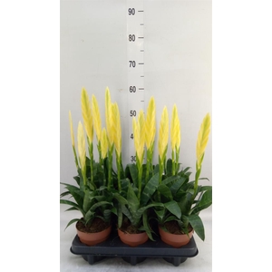 Vriesea  'Era'