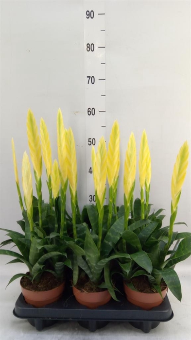 <h4>Vriesea  'Era'</h4>