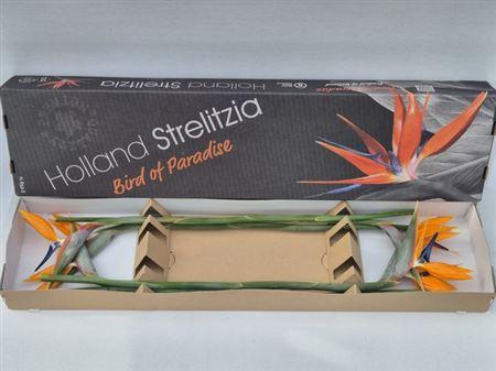 <h4>Strel Reginae Bloem</h4>