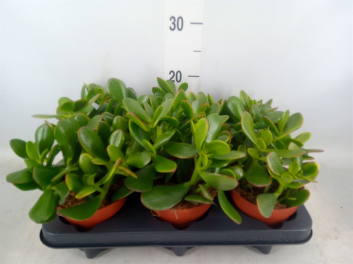 <h4>Crassula ovata</h4>
