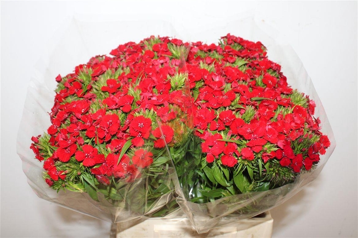 <h4>Di Barb Ov Rood</h4>