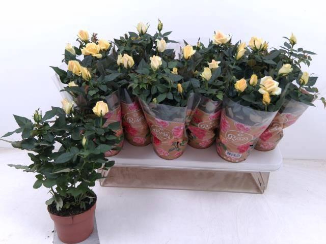 <h4>RO FAV RO YELLOW</h4>