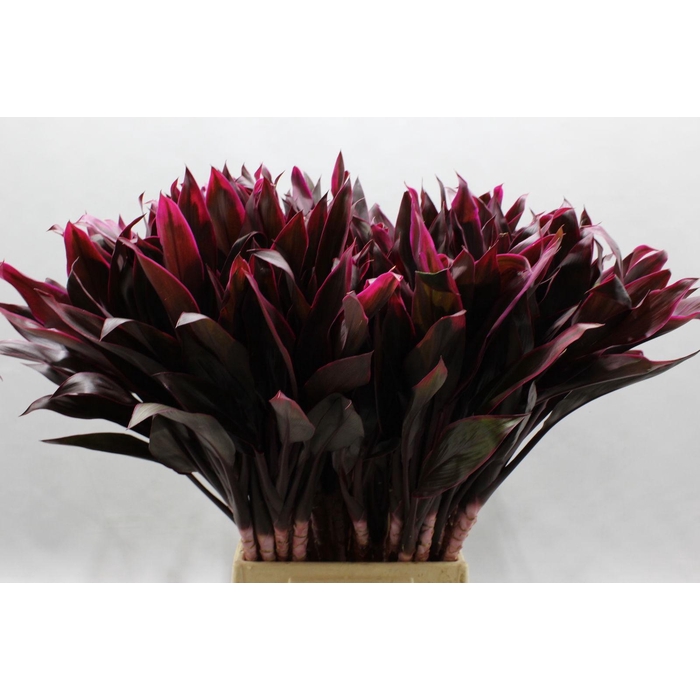 <h4>Cordyline Tips Fire 50 Cm</h4>