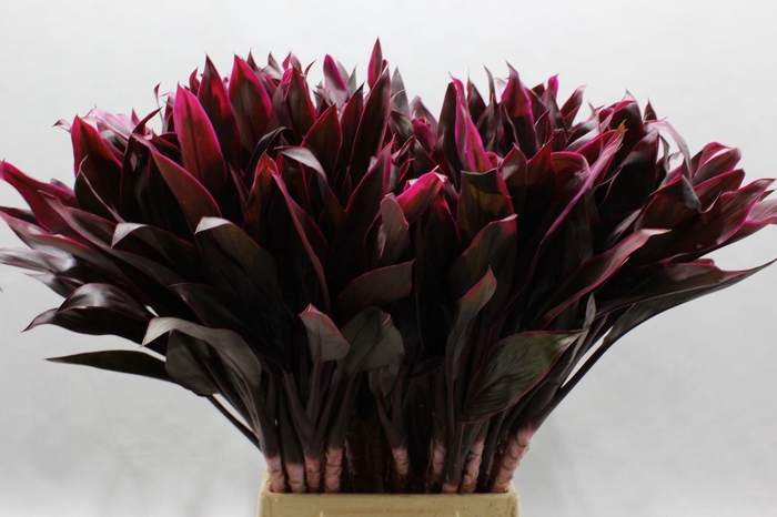 <h4>Cordyline Tips Fire 50 Cm</h4>