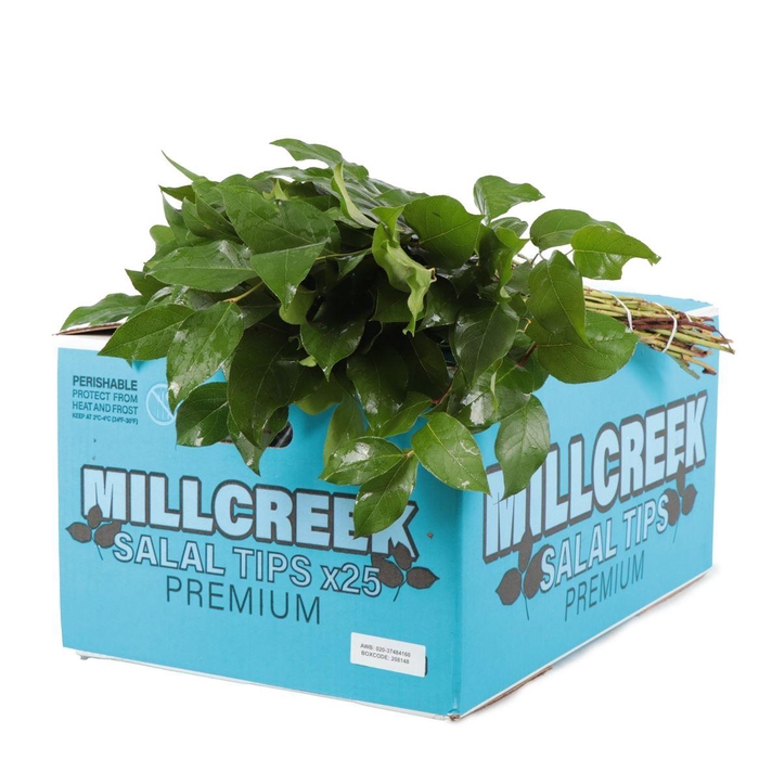 <h4>Salal Tip Mill Creek</h4>
