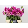 Dahlia Cafe Au Lait Rose