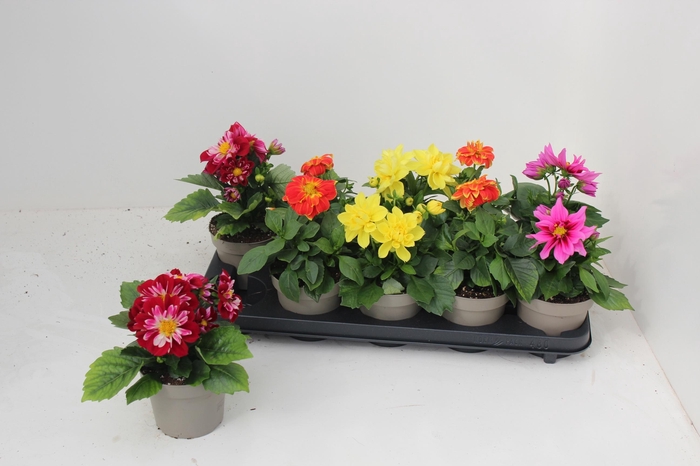 <h4>DAHL L ME GEM</h4>