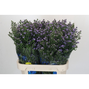 Aster Baby Azura