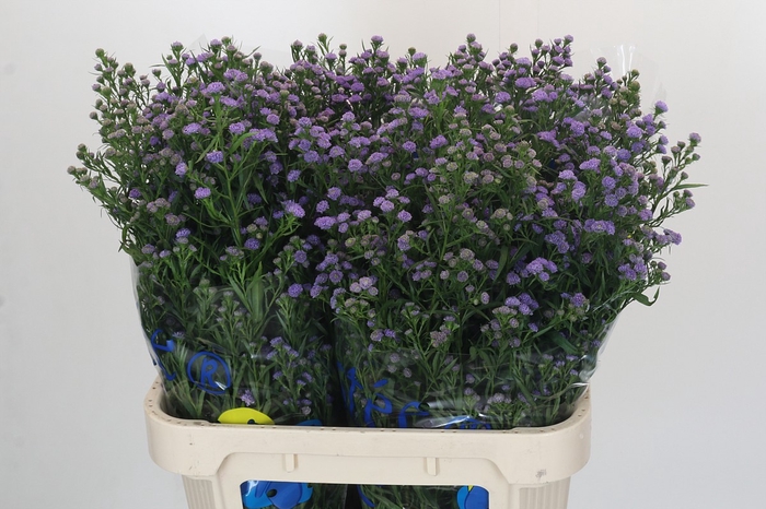 <h4>Aster Baby Azura</h4>