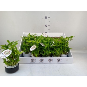 Dracaena sand. 'Lucky Bamboo' ..pyr