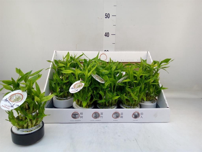 <h4>Dracaena sand. 'Lucky Bamboo' ..pyr</h4>