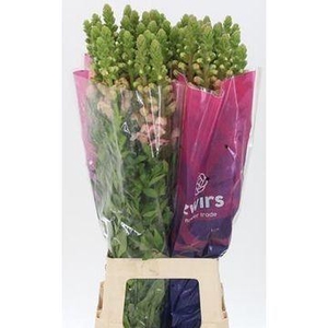 ANTIR POTOMAC PINK ANGEBOT