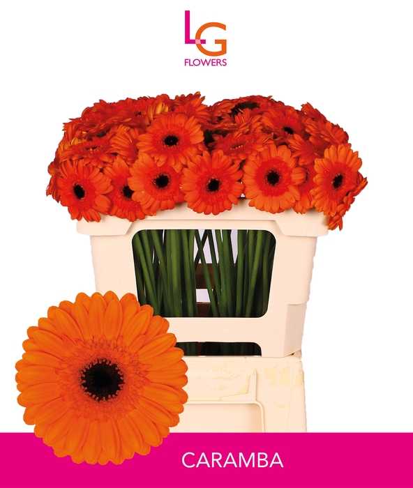 <h4>GE MI CARAMBA</h4>