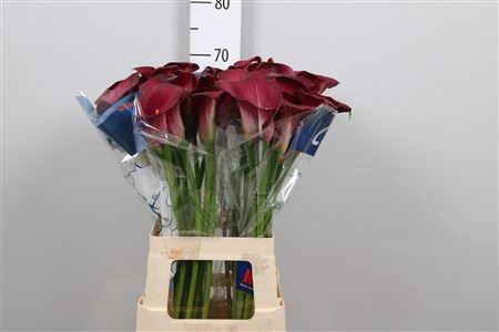 <h4>Zant Bordeaux Art</h4>