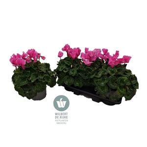 Cyclamen Mammoth NeonPink