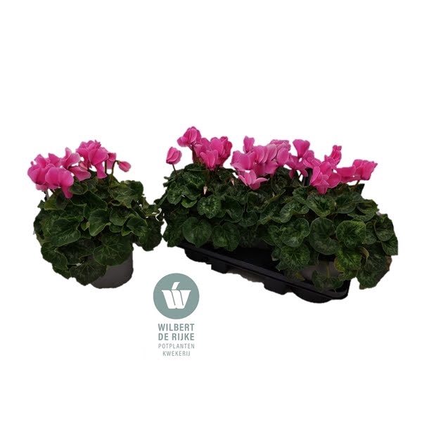 <h4>Cyclamen Mammoth NeonPink</h4>