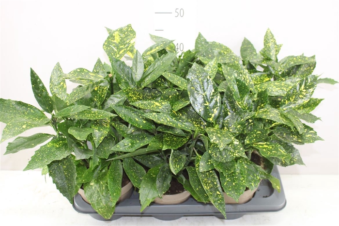 <h4>Aucuba J Variegata</h4>