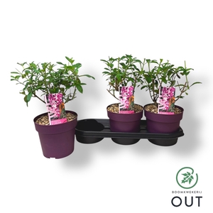 Budd Davidii Ov