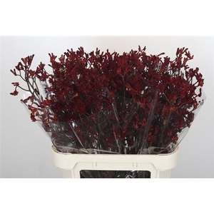 Anigoz Bush Ruby