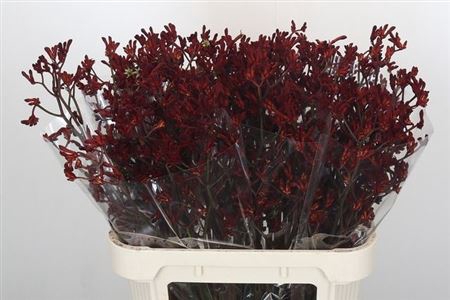 <h4>Anigoz Bush Ruby</h4>