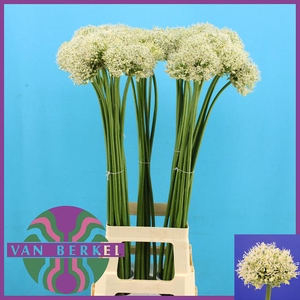 ALLIUM WHITE GIANT,