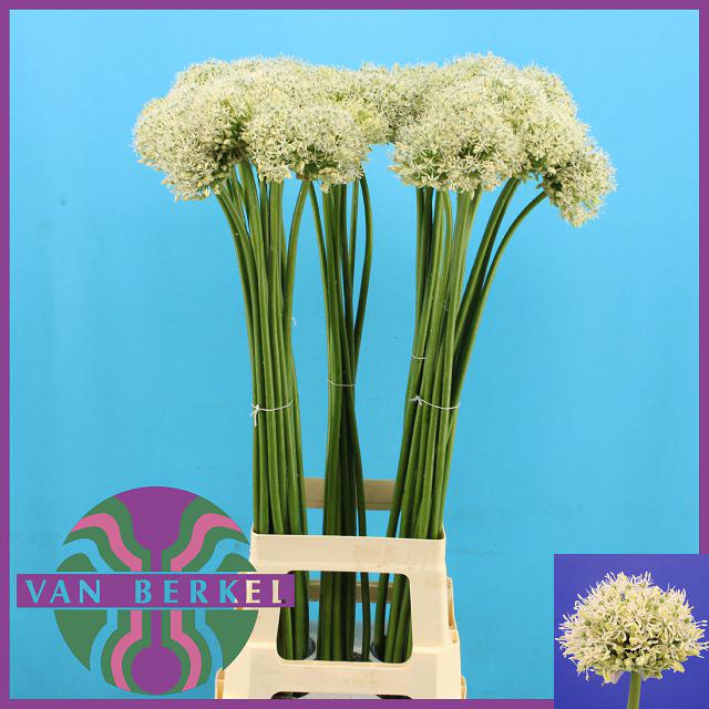 <h4>ALLIUM WHITE GIANT,</h4>