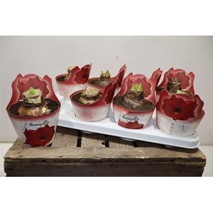 Hippeas Ov Red In Potcover