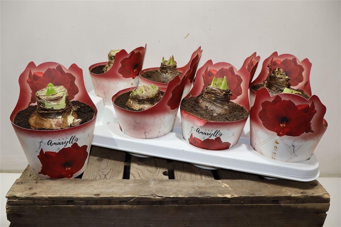 <h4>Hippeas Ov Red In Potcover</h4>